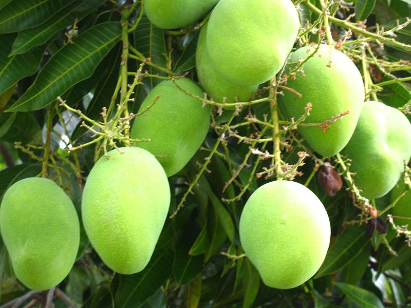 Mango tree