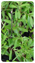 Fresh Khat-Fresh Khat Manufacturers, Suppliers and Exporters