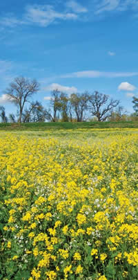 Taj agro Rai Kuria (Cracked Mustard Seed) Plants