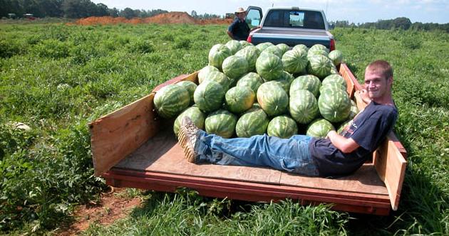 watermelon seeds tajagro