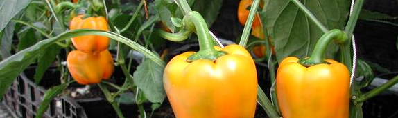 Greenhouse Yellow Peppers