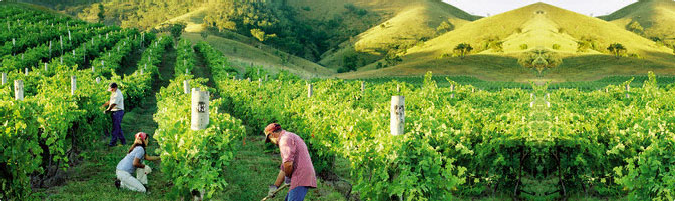 Indonesian agricultural