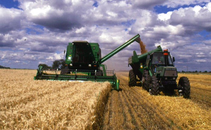 Wheat harvest