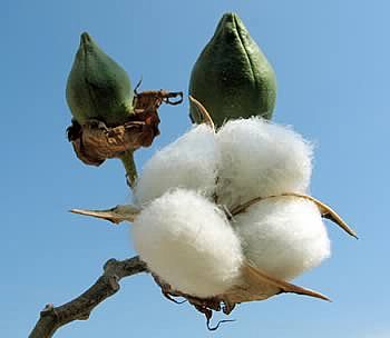 cotton plant