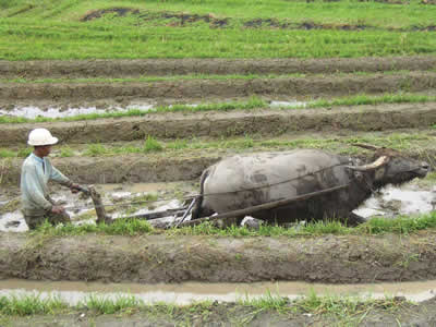 Farming on kiribati