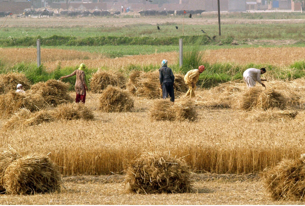 farmland in kazakhstan