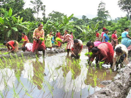 nepal_rice