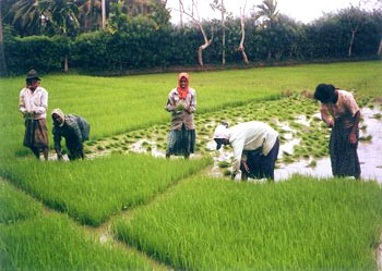 tajagro_AgricultureEcuador