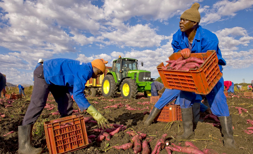 tajagro_Food Agriculture