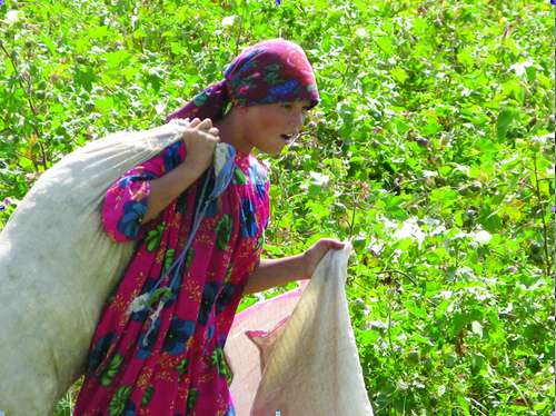 tajagro_cotton field