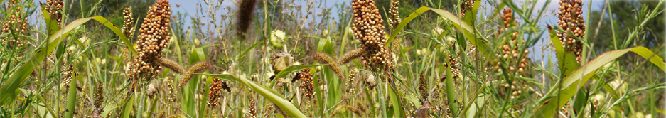 tajagro_grain sorghum