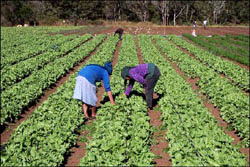 tajagro_honduras_farm