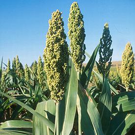 sorghum produces