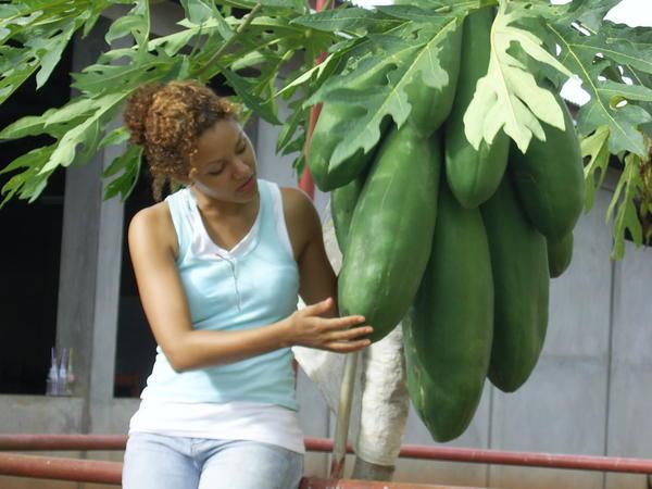 papaya plants