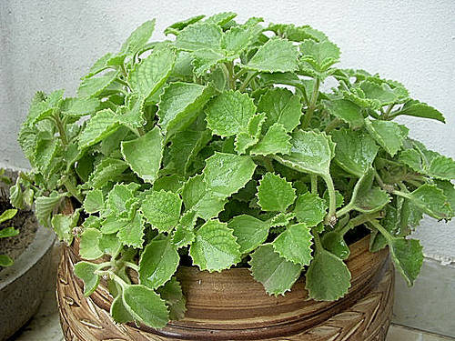 green ajwain