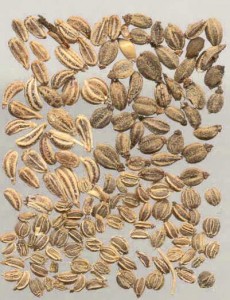 ajwain