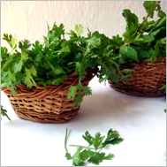 Coriander