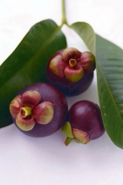  kokum plant