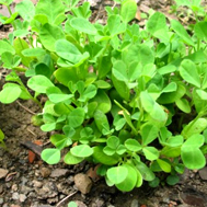 Methi-leaves