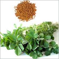 methi-agro