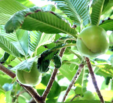 www.tajagroproducts/images/ElephantAppleFruit.jpg