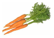 carrot