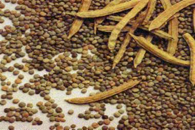 taj guar seeds 