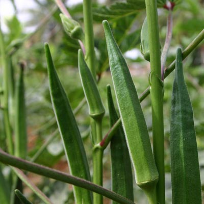 bhindiokra