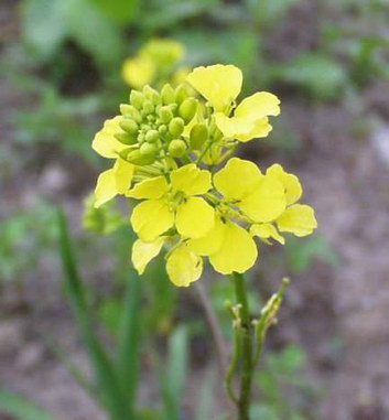 mustard plants