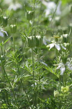 cumin plant