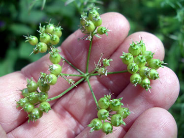 Green Coriander