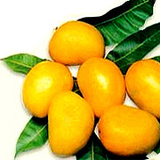 Sindhura Mango