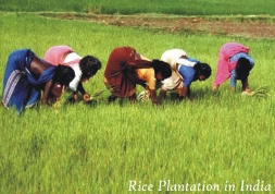 rice plantation