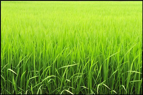 rice plants