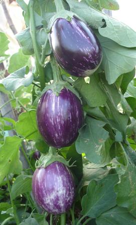 Banarsi gol brinjal