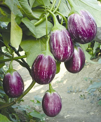 manjushree brinjal