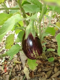 brinjal plant