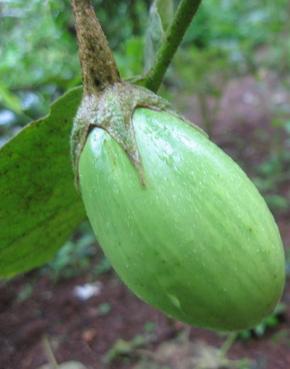 plant brinjal