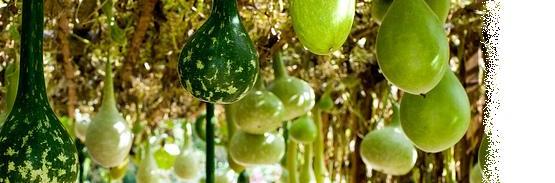 bottle gourd banner