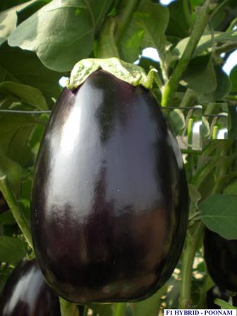 karnika brinjal