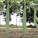 ridge gourd seeds