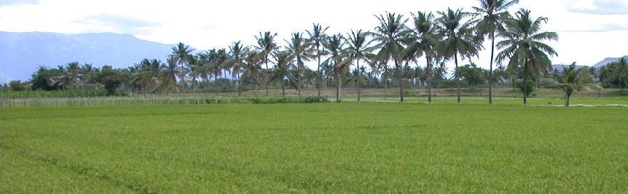 Ridge Gourd banner