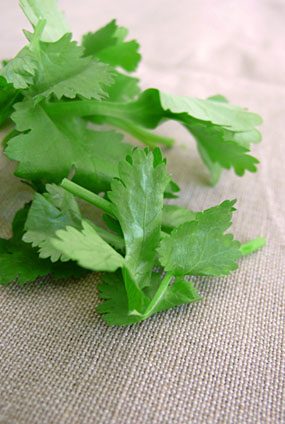 coriander images