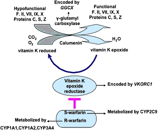 Marketed as a pesticide against rats and mice, and is still popular for this purpose, although more potent poisons such as brodifacoum have since been developed. A few years after its introduction, warfarin was found to be effective and relatively safe for preventing thrombosis and embolism (abnormal formation and migration of blood clots) in many disorders. It was approved for use as a medication in the early 1950s, and has remained popular ever since; warfarin is the most widely prescribed anticoagulant drug in North America. Despite its effectiveness, treatment with warfarin has several shortcomings. Many commonly used medications interact with warfarin, as do some foods and its activity has to be monitored by frequent blood testing for the international normalized ratio (INR) to ensure an adequate yet safe dose is taken.